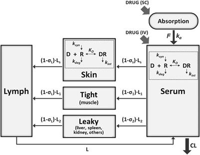 Minimal Physiologically-Based Pharmacokinetic (mPBPK) Metamodeling of Target Engagement in Skin Informs Anti-IL17A Drug Development in Psoriasis